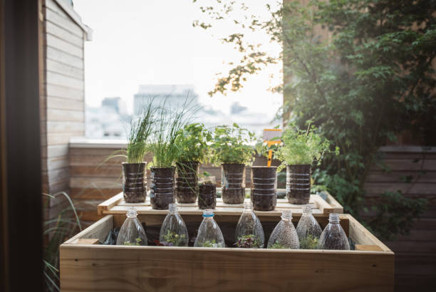 istock Recycled plastic bottles used in home garden 1160290758