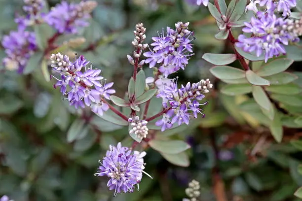 Hebe flower, Red Edge, (Hebe albicans) a small evergreen shrub with oblong, blue-grey leaves margined with red. Flowers pale mauve fading to white