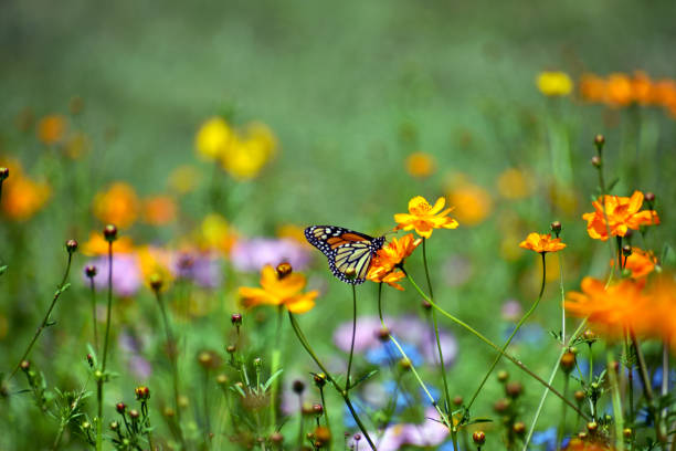 istock Monarch Butterfly in a Wildflower Field 1160293148