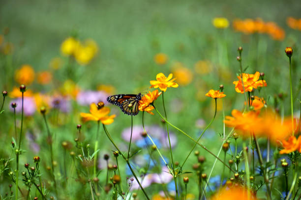 istock Monarch Butterfly in a Wildflower Field 1160293149
