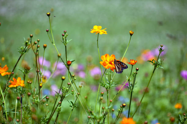 istock Monarch Butterfly in a Wildflower Field 1160293161