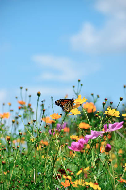 Butterfly Clings to an Orange Wildflower stock photo