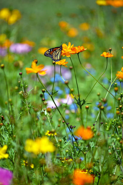 istock Monarch Butterfly in a Wildflower Field 1160293931