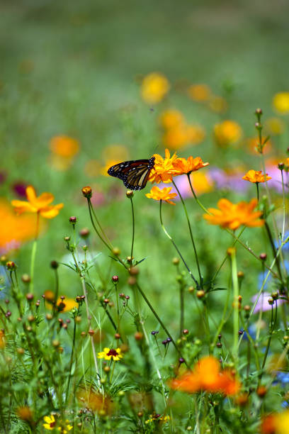 istock Monarch Butterfly in a Wildflower Field 1160293948
