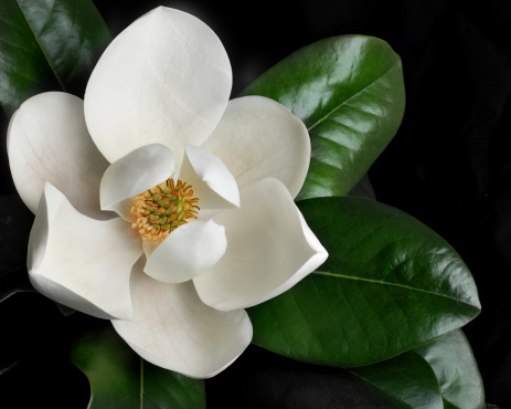 Flor de Magnolia 1 photo