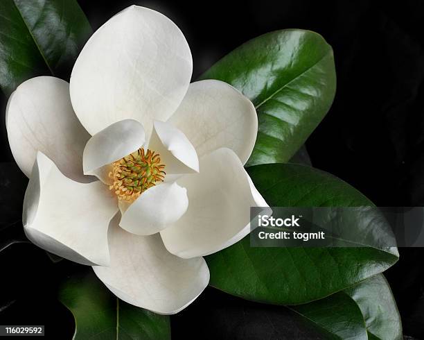 Flor De Magnolia 1 Foto de stock y más banco de imágenes de Magnolia - Magnolia, Cabeza de flor, Hoja