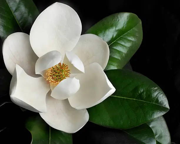 magnolia blossom on black background