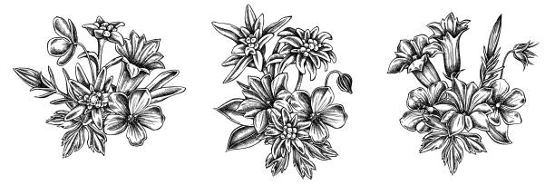 illustrazioni stock, clip art, cartoni animati e icone di tendenza di bouquet di fiori di edelweiss in bianco e nero, geranio di prato, gentiana - stella alpina