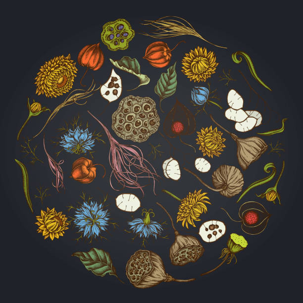 Round floral design on dark background with black caraway, feather grass, helichrysum, lotus, lunaria, physalis Round floral design on dark background with black caraway, feather grass, helichrysum, lotus, lunaria, physalis stock illustration tussock stock illustrations