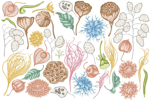 ilustrações de stock, clip art, desenhos animados e ícones de vector set of hand drawn pastel black caraway, feather grass, helichrysum, lotus, lunaria, physalis - tussock