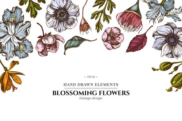Vector illustration of Floral design with colored japanese chrysanthemum, blackberry lily, eucalyptus flower, anemone, iris japonica, sakura