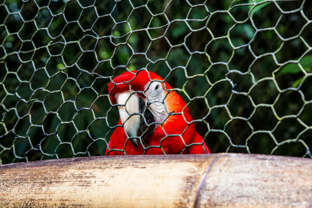 Macaw looks depressed as its trapped in a cage.