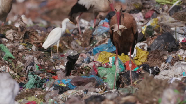 4K close-up view of a very dirty European White Stork eating something it found while scavenging on a landfill dump site