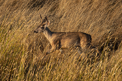 Young male black-tailed deer, seen in the wild in North California