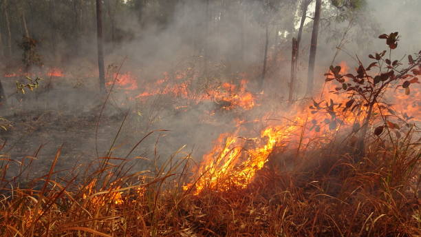 North of Bamaga, Qld 1.