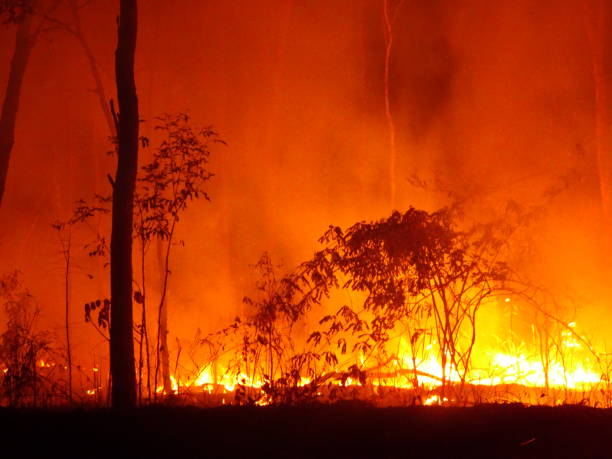 istock North of Bamaga, Qld 2. 1160307964