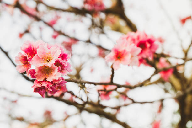 istock Spring tree with pink cherry flowers. Flowers Detail 1160310331