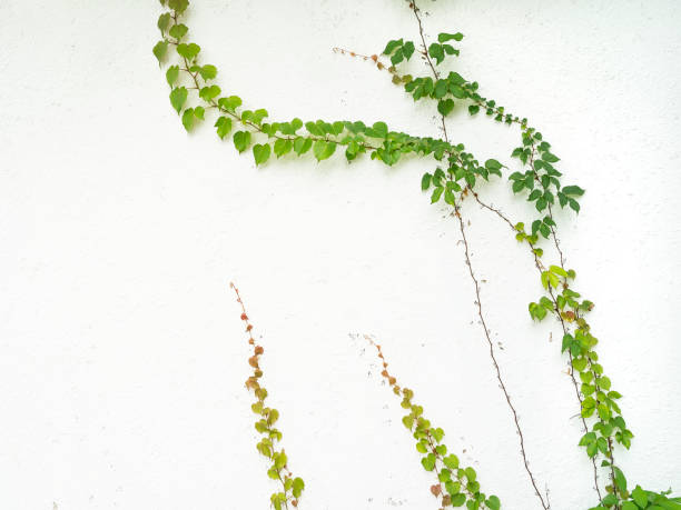 istock ivy leaves isolated on white 1160310342