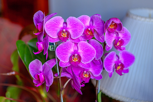 An indoor shot of coloiurful Colombian orchid flowers.  Image shot in natural light. Horizontal format. Focus on central flower.