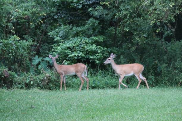 istock Two deer standing very close together in green clearing. 1160313111