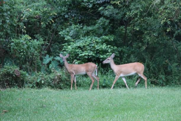 istock Two deer standing very close together in green clearing. 1160313112