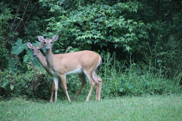 istock Two deer standing very close together in green clearing. 1160313139