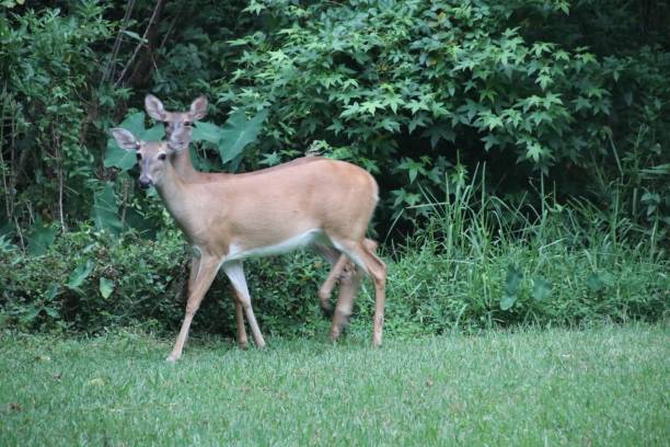 istock Two deer standing very close together in green clearing. 1160313149