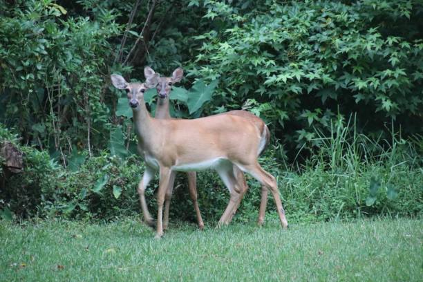 istock Two deer standing very close together in green clearing. 1160313153
