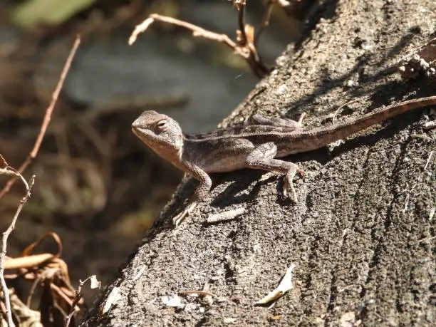 Small dragon sitting on a log