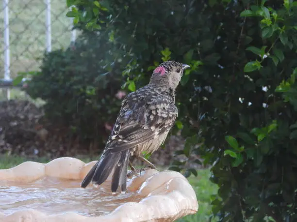 Bird splashing water from a bird bath