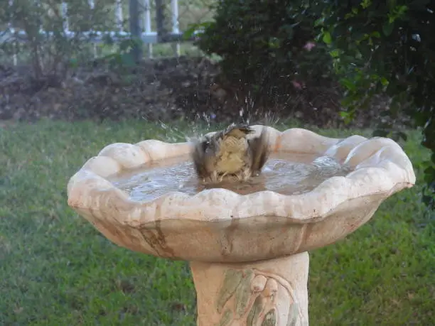 Bird splashing water in a bird bath