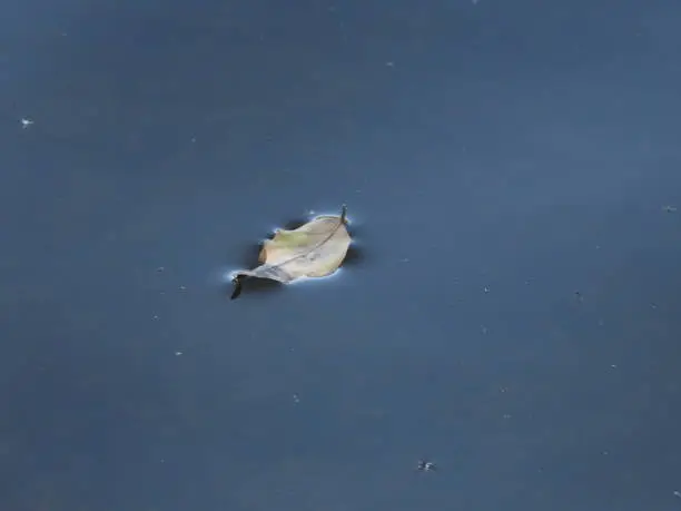 Dead leaf floating in still water