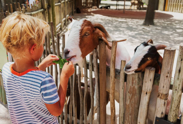 istock boy feeding goat in farm 1160314267