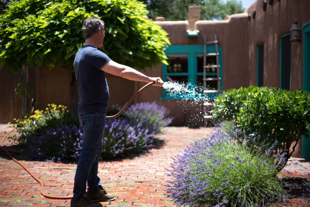 Santa Fe, NM: A man watering a courtyard full of lavender plants in a sunny interior courtyard of a traditional adobe house.