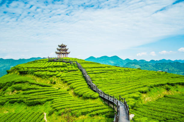 tea plantations - mountain temple imagens e fotografias de stock