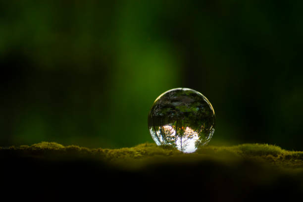 Crystal Ball Lens in Forest stock photo