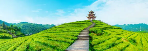 Photo of Tea plantation