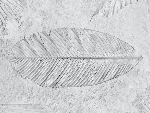 istock marks of leaf on gay concrete background 1160318715