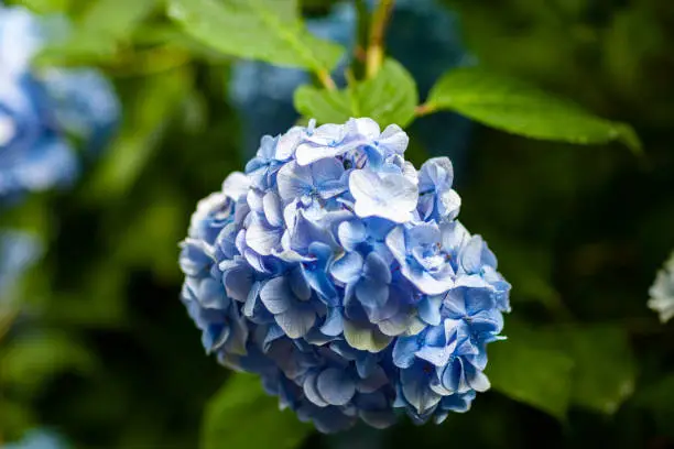 Photo of Beautiful Flowers (Hydrangea macrophylla) or Hortensia flower is blooming. close up, Blurred background