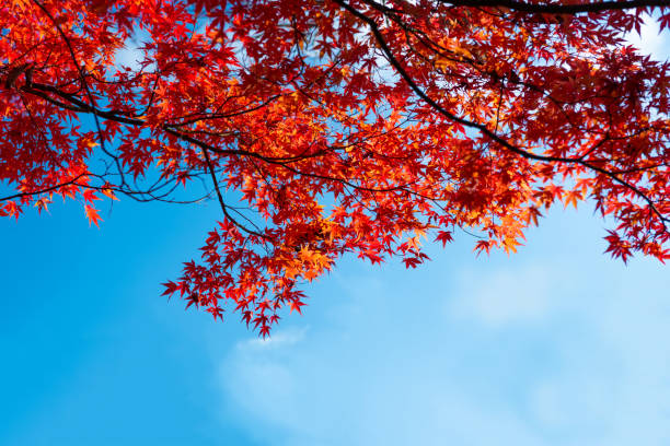 istock beautiful japanese red maple with blue sky autumn background with copy space 1160319494