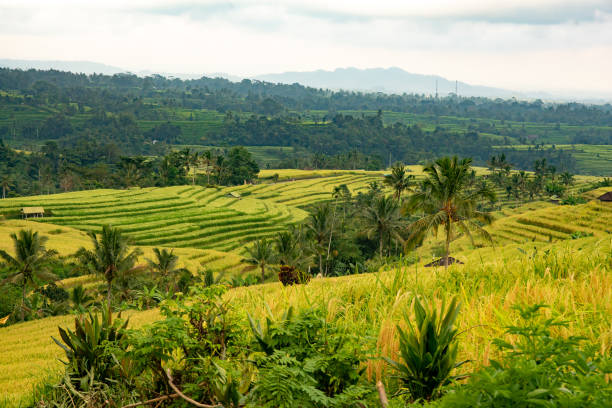 istock Beautiful rice terraces in Bali ready for harvest 1160320097