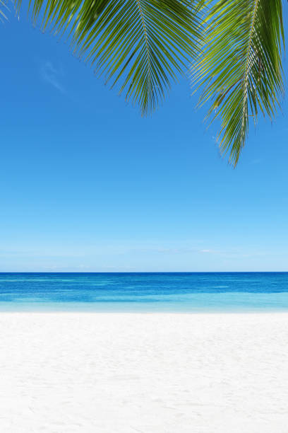 istock Tropical white sandy beach and palm leaves with blue sky 1160321544