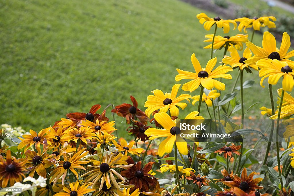 Fondo de flor - Foto de stock de Aire libre libre de derechos