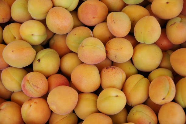 istock Display of fresh apricots 1160325186