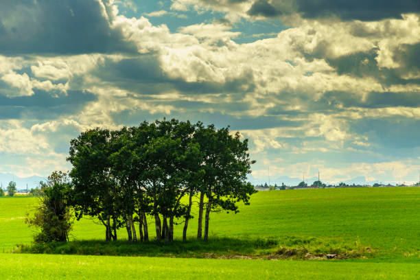 istock Summer outdoor fields in Alberta with clouds banks in the sky 1160328511