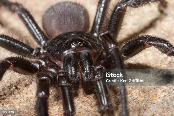 Sydney Funnel Web Spider Stock Photo - Download Image Now - Arachnid, Australia, Horizontal