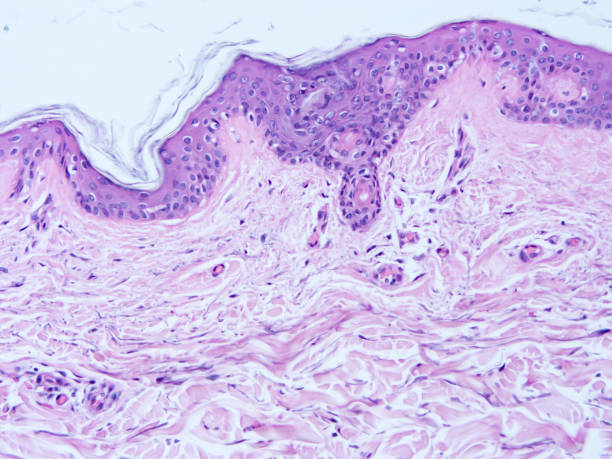 istock histology of human tissue 1160328829