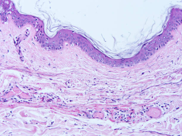 istock histology of human tissue 1160328841