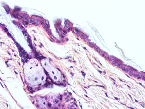 istock histology of human tissue 1160328869