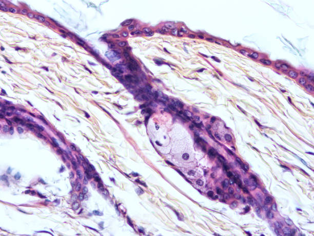 istock histology of human tissue 1160328894